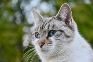 肩の外側が痛い時の投球における効果的な対策は？