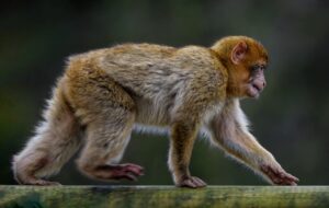 リカバリーウェアの野球における口コミ比較はどれが一番効果的？