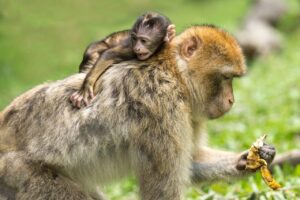 リカバリーウェアは肩や肘にどのような効果があるのか？